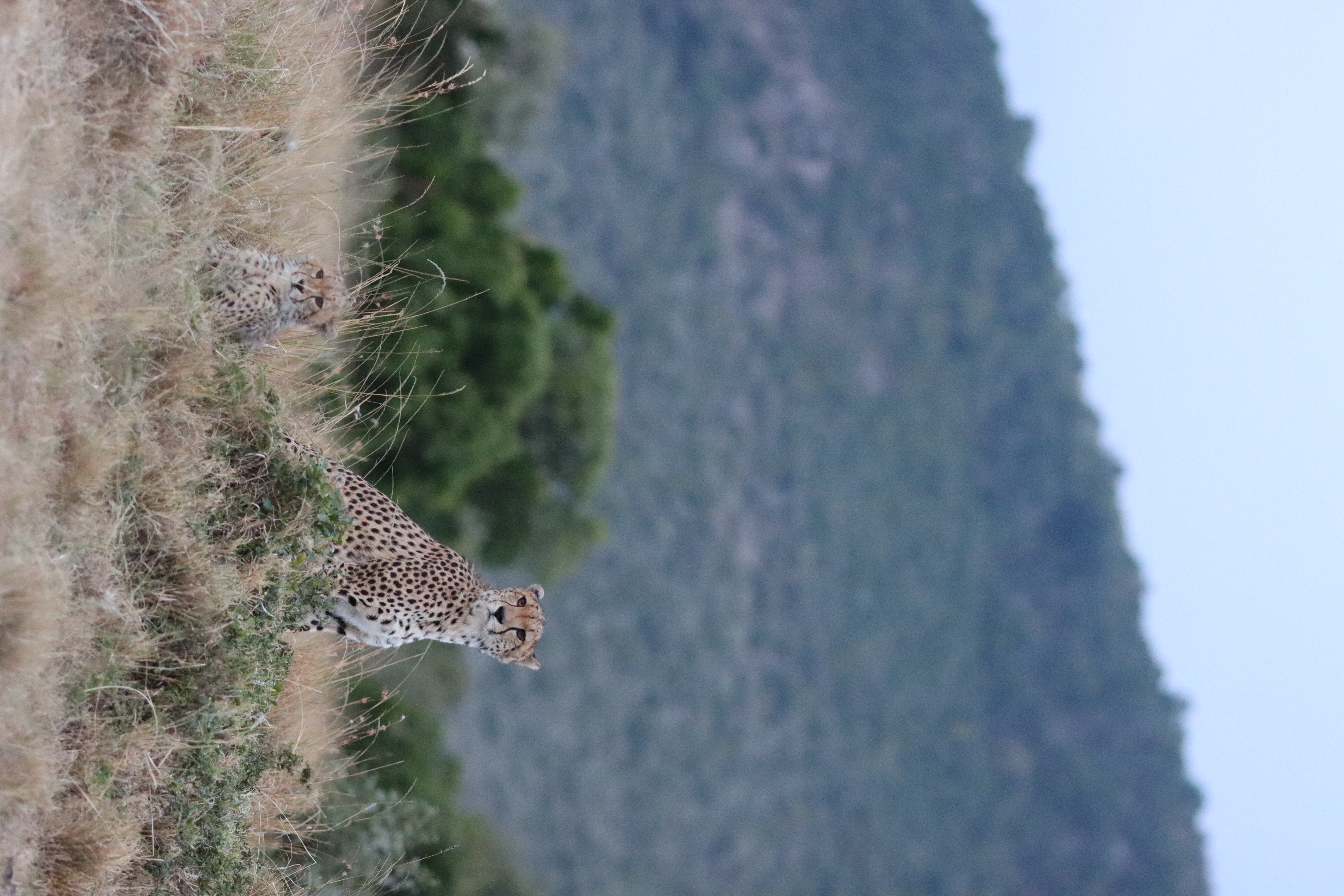 cheetah1