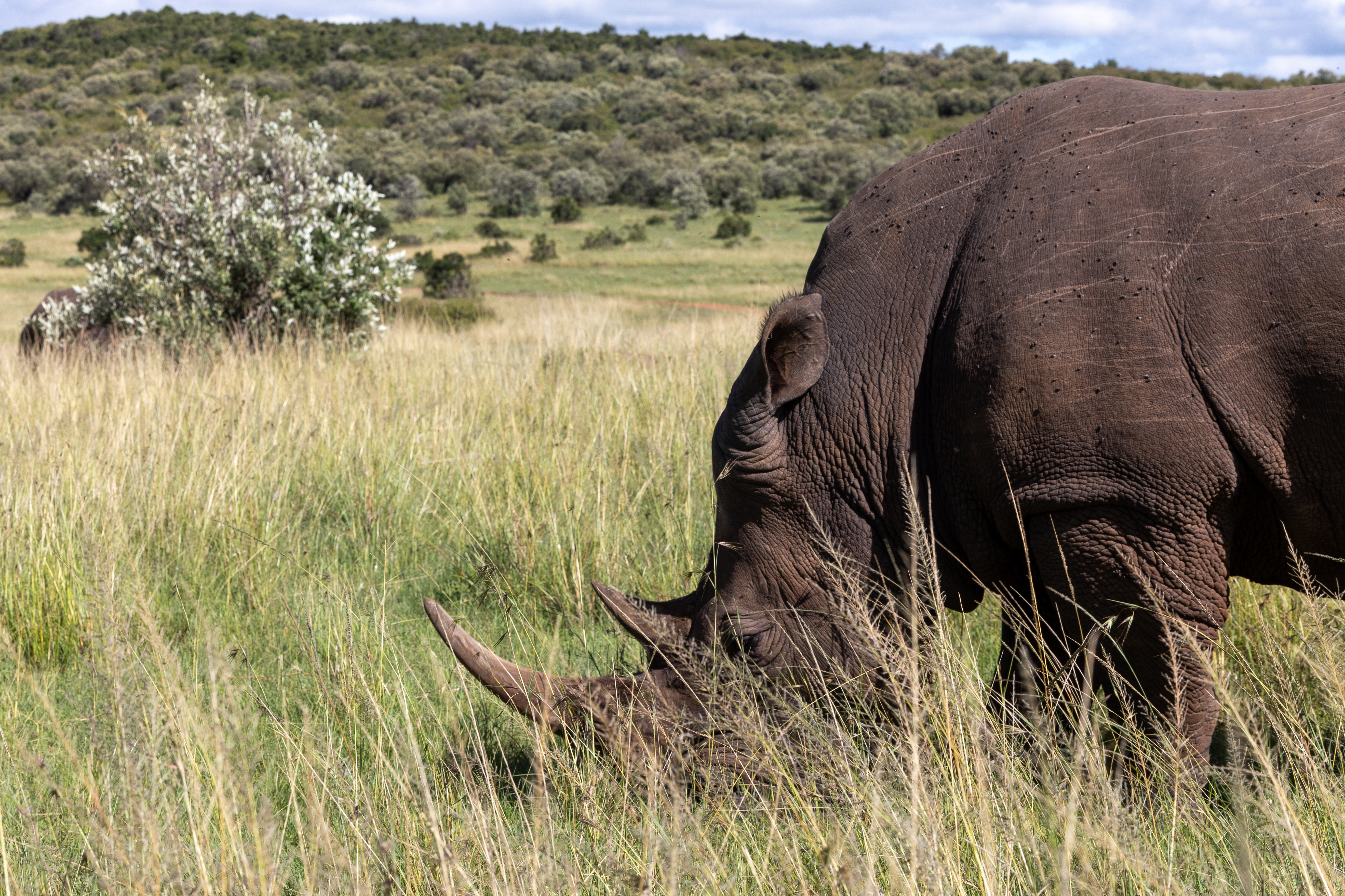 Mara Rhino Project